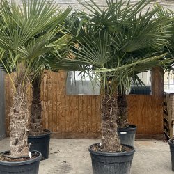 Hrpalme (Trachycarpus fortunei), cirka 275 cm, stamme 85 cm, meget kraftig