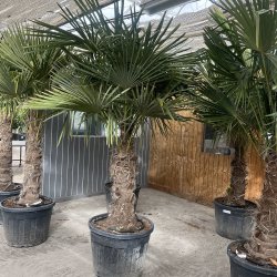 Hrpalme (Trachycarpus fortunei), cirka 275 cm, stamme 85 cm, meget kraftig