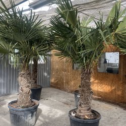 Hrpalme (Trachycarpus fortunei), cirka 275 cm, stamme 85 cm, meget kraftig