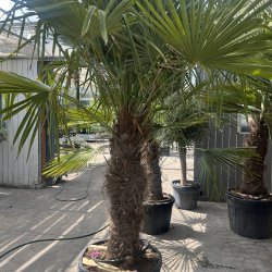 Hrpalme (Trachycarpus fortunei), cirka 275 cm, stamme 85 cm, meget kraftig