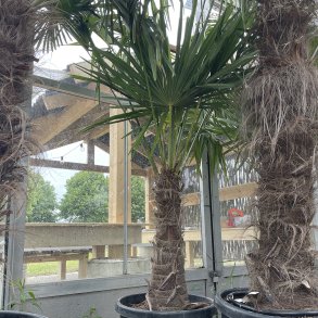H�rpalme (Trachycarpus fortunei), cirka 180 cm, stamme 60 cm, meget kraftig