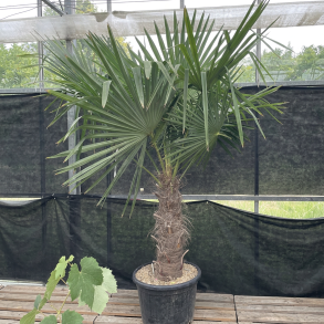 H�rpalme (Trachycarpus fortunei), cirka 220 cm, stamme 70 cm, meget kraftig