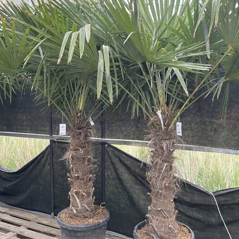 H�rpalme (Trachycarpus fortunei), cirka 250 cm, stamme 90 cm, meget kraftig
