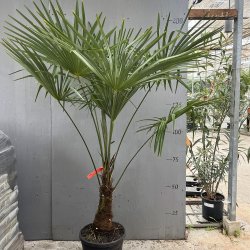 Hrpalme (Trachycarpus fortunei), 180-200 cm, stamme ca. 40 cm