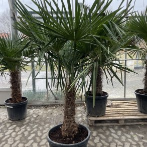 H�rpalme (Trachycarpus fortunei), cirka 200 cm, stamme 55 cm, meget kraftig