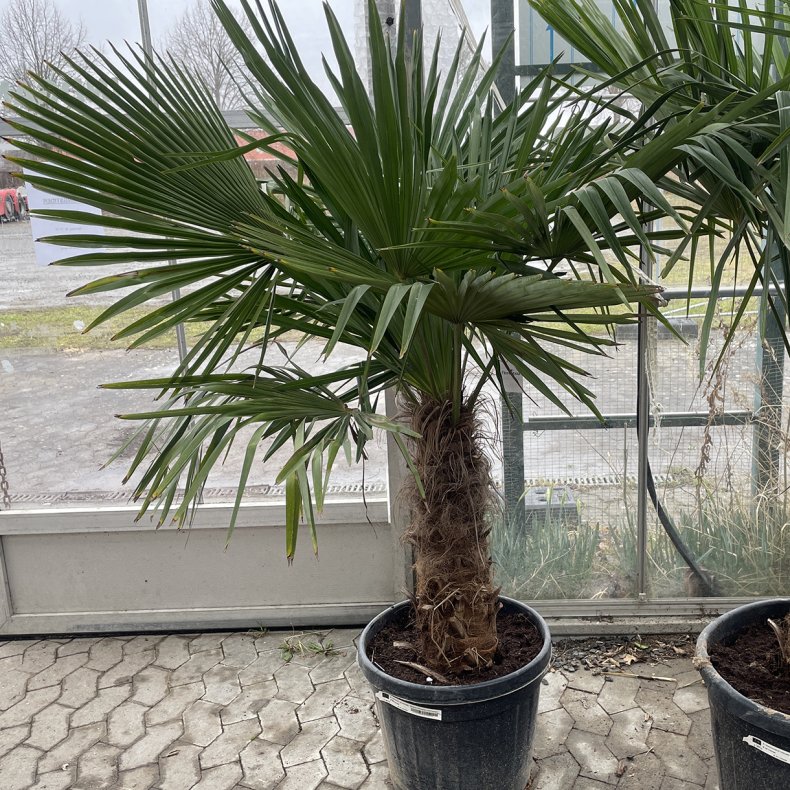 H�rpalme (Trachycarpus fortunei), cirka 180 cm, stamme 60 cm, kraftig