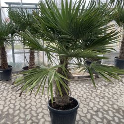 H�rpalme (Trachycarpus fortunei), cirka 180 cm, stamme 60 cm, meget kraftig