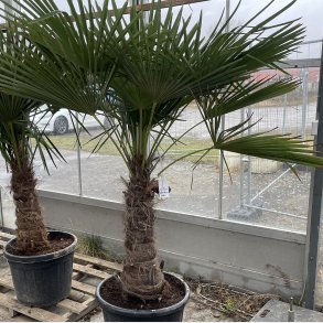 H�rpalme (Trachycarpus fortunei), cirka 230 cm, stamme 70 cm, meget kraftig