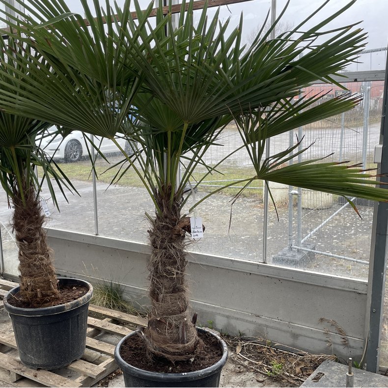 H�rpalme (Trachycarpus fortunei), cirka 230 cm, stamme 70 cm, meget kraftig