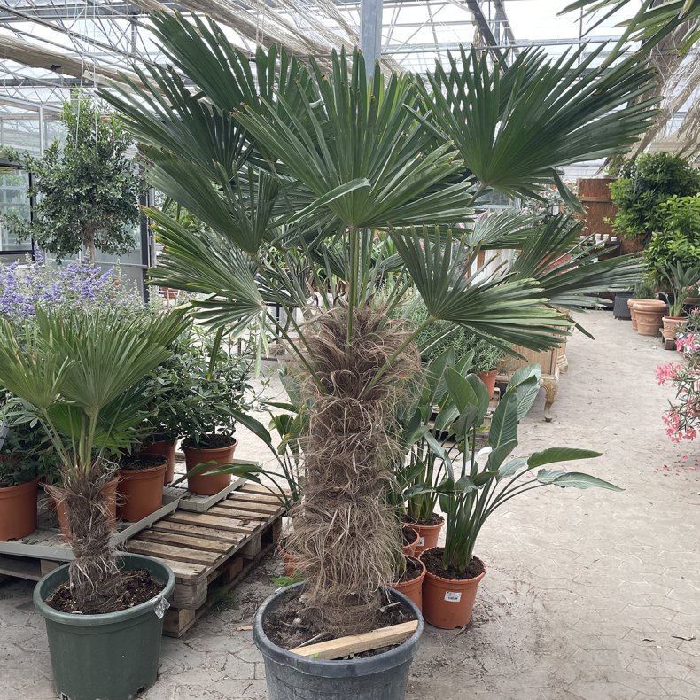 Wagners h�rpalme (Trachycarpus wagnerianus), 200 cm, 90 cm stamme