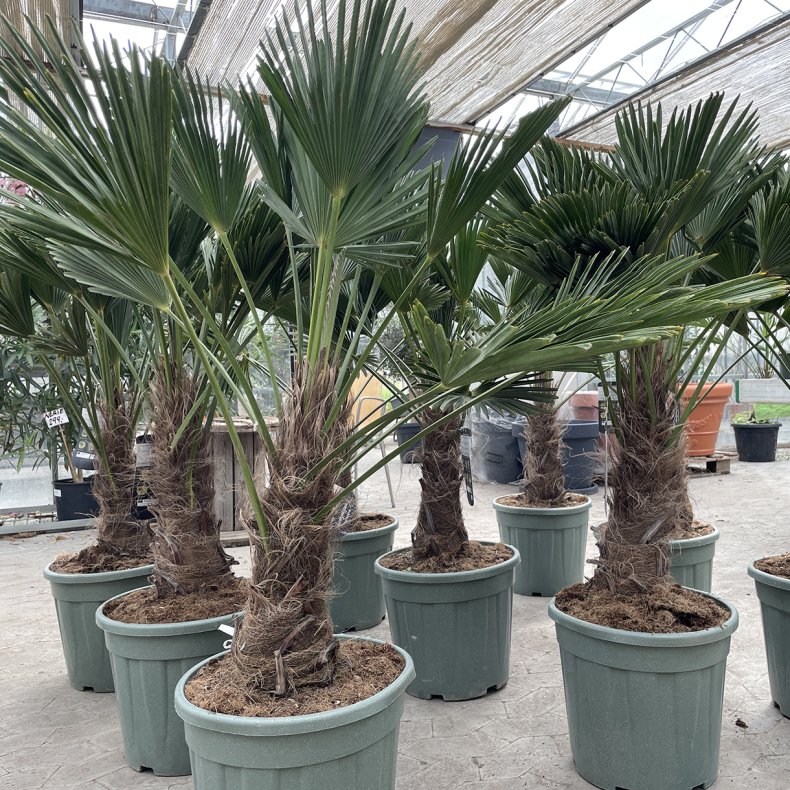 Wagners hrpalme (Trachycarpus wagnerianus), 170-180 cm, 40 cm stamme