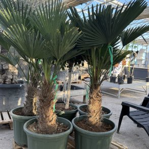 Wagners h�rpalme (Trachycarpus wagnerianus), cirka 125 cm, 30-40 cm stamme