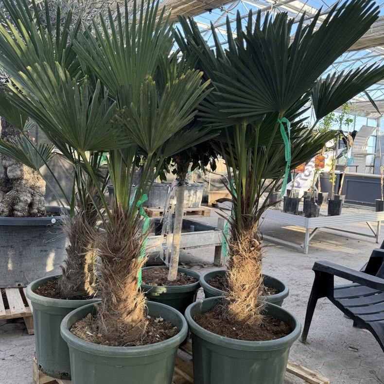 Wagners h�rpalme (Trachycarpus wagnerianus), cirka 125 cm, 30-40 cm stamme