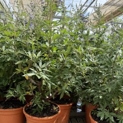 Kyskhedstr� (Vitex agnus-castus), busk, cirka 80 cm