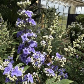 Kyskhedstr� (Vitex agnus-castus), busk, cirka 80 cm