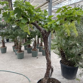 Vinstok, moscatel-drue (Vitis vinifera moscatel), 190 cm