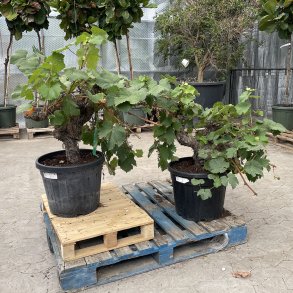 Vinstok, moscatel-drue (Vitis vinifera moscatel), meget kraftig stamme, cirka 100 cm h�j