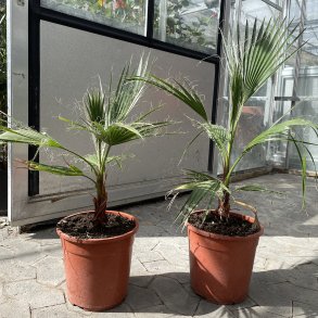 Mexikansk viftepalme (Washingtonia robusta), 60 cm