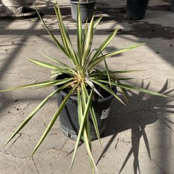 Trvlet palmelilje, brogetbladet (Yucca filamentosa), 50 cm
