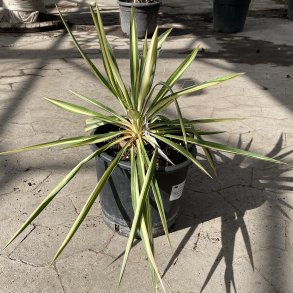 Trvlet palmelilje, brogetbladet (Yucca filamentosa), 50 cm