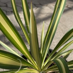 Trvlet palmelilje, brogetbladet (Yucca filamentosa), 50 cm