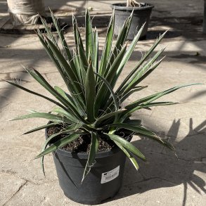 Tryucca (Yucca filifera), 40 cm