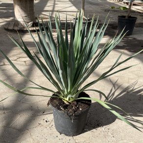 Spansk daggert (Yucca gloriosa), 60 cm