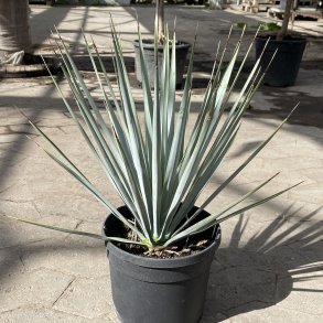 Bl palmelilje (Yucca rigida), 45 cm