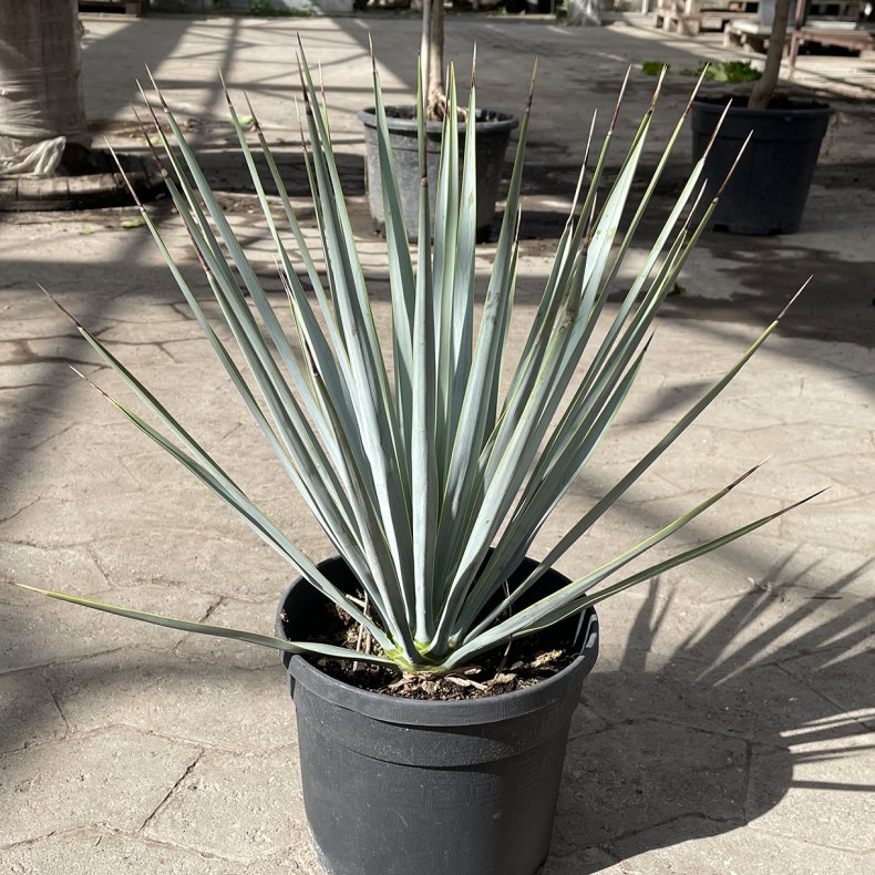 Bl palmelilje (Yucca rigida), 45 cm