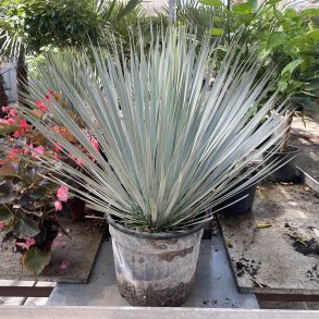 Nbyucca (Yucca rostrata), cirka 60 cm