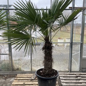 H�rpalme (Trachycarpus fortunei), cirka 230 cm, stamme 75 cm, meget kraftig