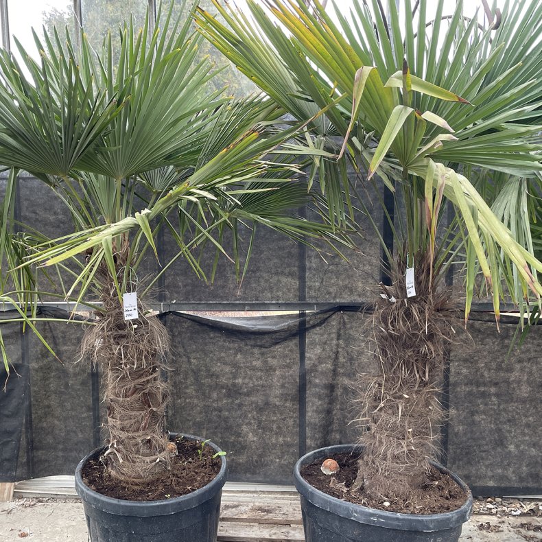 H�rpalme (Trachycarpus fortunei), cirka 200-250 cm, stamme 80 cm, meget kraftig